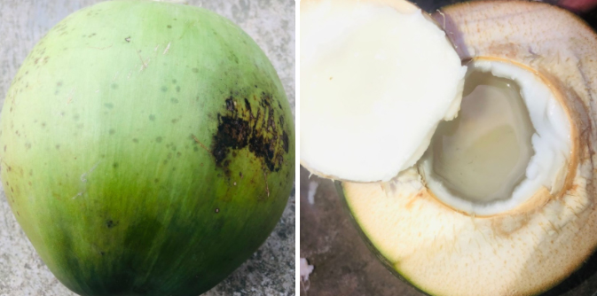 Sơ chế quả dừa Sơ chế quả dừa